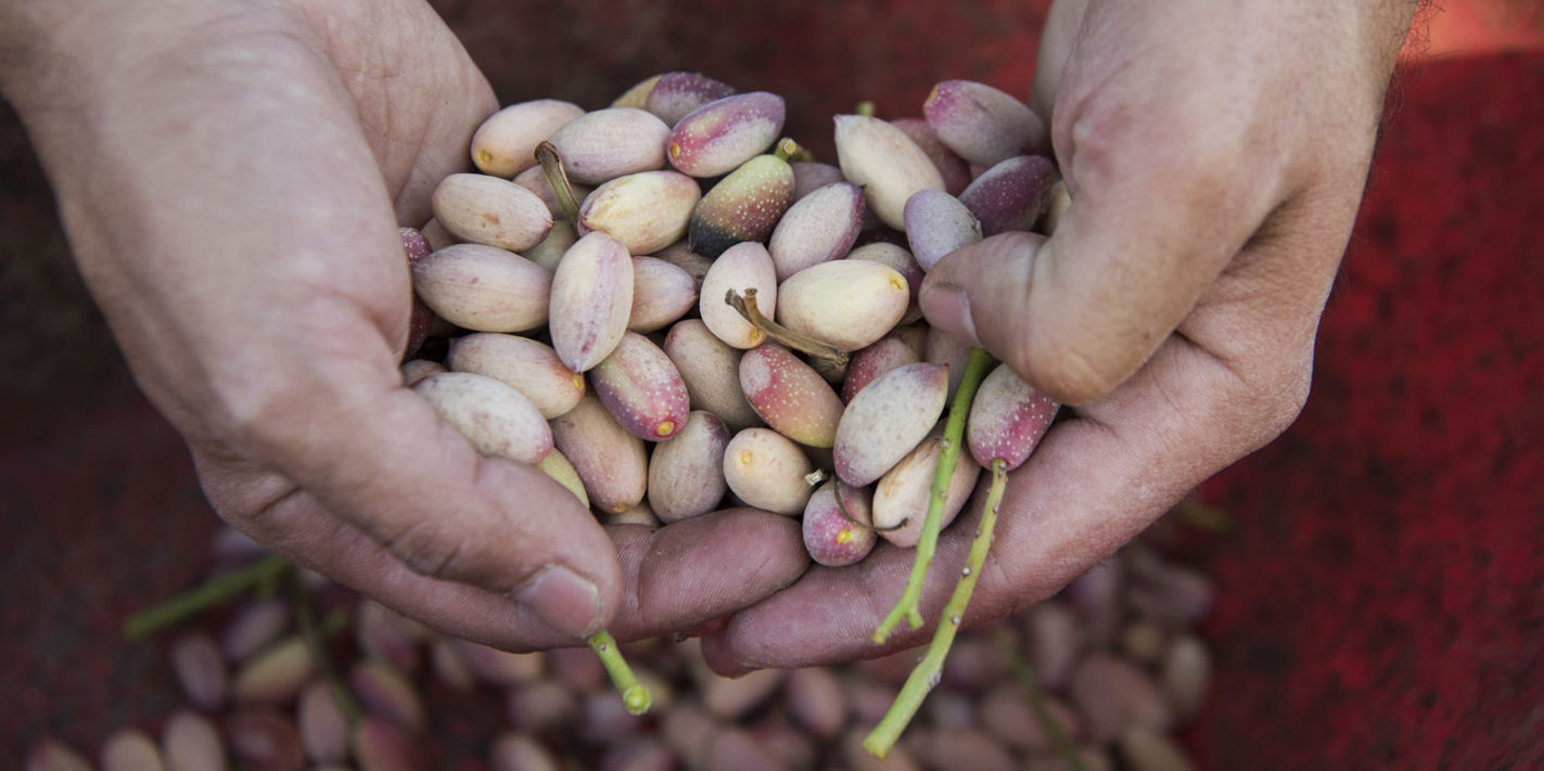 Green gold: Bronte’s pistachio harvest in pictures